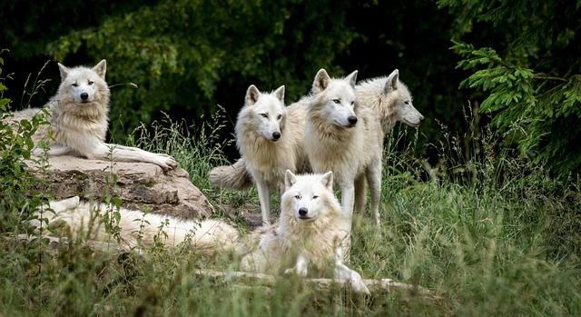 male alpha loup